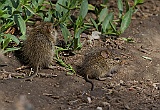 Some kind of mouse in Serengeti